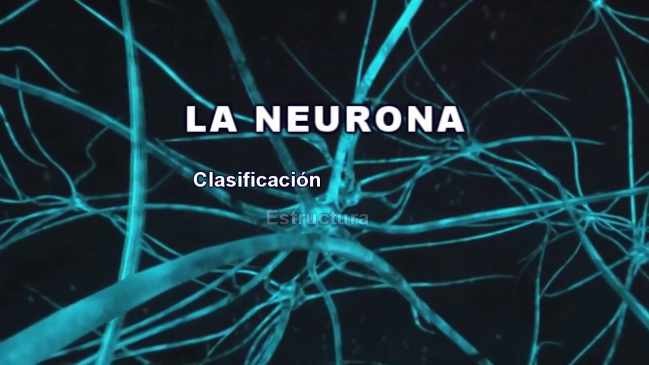 LA NEURONA: Clasificación, estructura y funciones