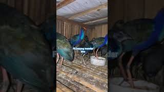 Download lagu #shorts indukan burung mandar biru cocok buat burung hias mp3 Download lagu #shorts indukan burung mandar biru cocok buat burung hias mp3