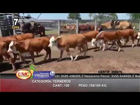 Lote 120 Terneros en Col. Elisa, Chaco