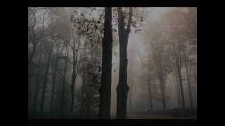 shannon wright - they'll kill the actor in the end