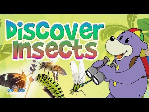 Zaky Discovers Insects