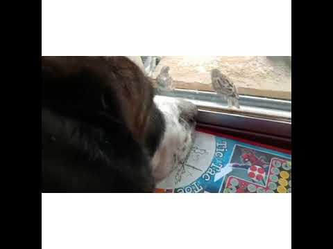 my dog playing with his friends 😁😁 #dogslower #dog #birds # Saint Bernard  #sperrow