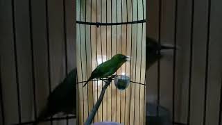 Download lagu Masteran pleci sejalur 2020 mp3