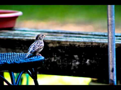 Fatih Seferagic - Surah Naba