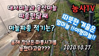 마늘재배, 대서마늘과 홍산마늘 파종 한달 후 생육상황, 마늘 파종 적기, 마늘 발아 하는데 걸린 기간?[농사…