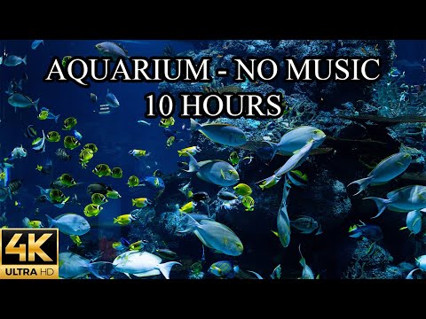 AQUARIUM 4K Coral Reef NO MUSIC and NO ADS 4K Reef Tank - 10 Hours | Underwater Ambience