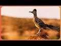 West Texas S Incredible Desert Wildlife 4K Expeditions With Patrick McMillan Real Wild