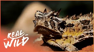 West Texas's Incredible Desert Wildlife [4K] | Expeditions With Patrick McMillan | Real Wild