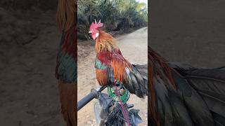 Download lagu Kokok ayam hutan KARA si pikat Sorong #ayamhutanmerahsumatera #redjunglefowl mp3