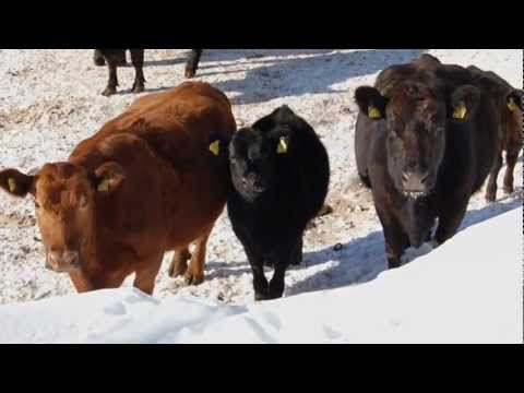 Juf Avers höchstgelegene Siedlung Europas