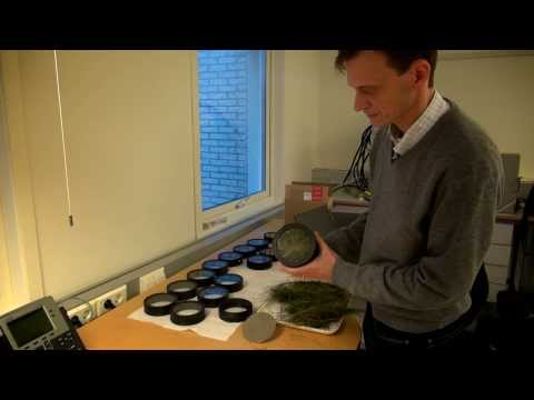 Підготовка зразків для аналізу свіжих кормів — на що варто звернути увагу?