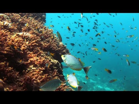 Naturaleza hermosa - Océano Pacífico