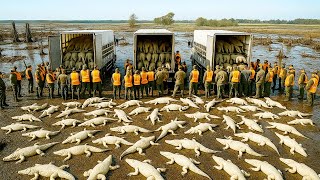 Something Started Mass-Killing Crocodiles In Florida—US’s Greedy Business Project Paid A Heavy Price