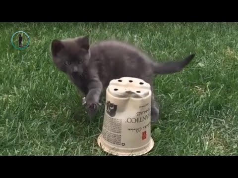 November Funny Clumsy Cat Videos 🐈 Funny Cat 2018 #bluesky