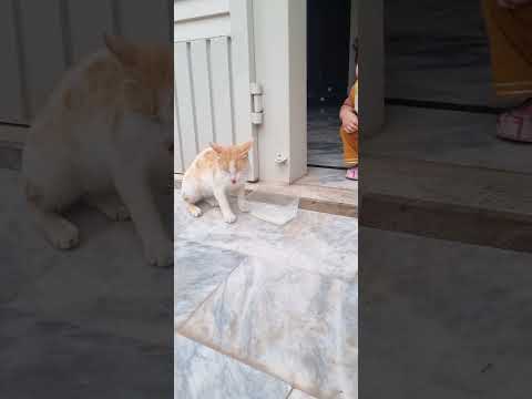 happy baby umama feeding cats #cutebaby