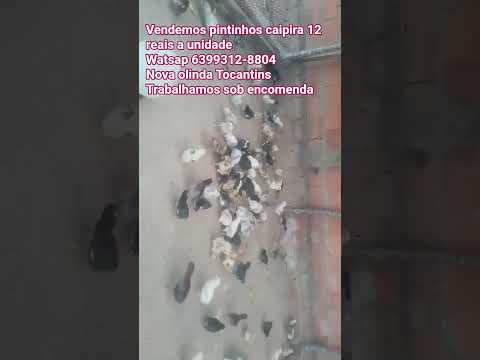 vendemos pintinhos caipira 12 reais a unidade somos de nova olinda Tocantins
