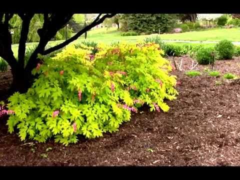 image-Can bleeding hearts be purple?