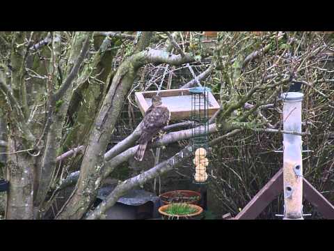 A Sparrowhawk hunting in my garden #1