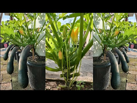 , title : 'cara menanam zucchini dari benih sampai panen || how to grow zucchini from seed to harvest'