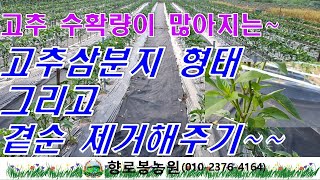 고추수확량이 많아지는 고추삼분지 형태 그리고 곁순제거해주기