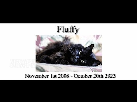 In Loving Memory of Memory of my Cat, Fluffy❤️
