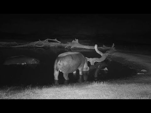 Djuma: Two Hippos leave together - 05:54 - 07/28/19