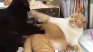 Download lagu Madzlip jawa mp3 Download lagu Madzlip jawa mp3