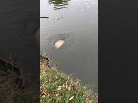 Carpe au pain de surface