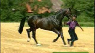 Horses-Why Don&#39;t We Try Again