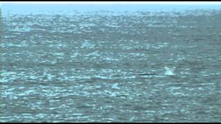 preview picture of video 'Whale Watching on the Mendocino Headlands'
