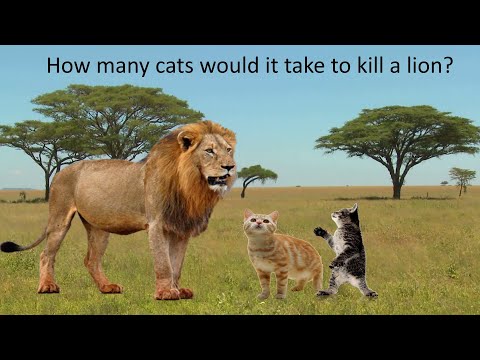 How Many Domestic Cats Would It Take To Kill A Lion?