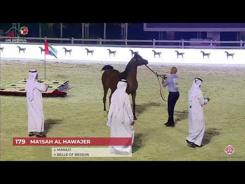 N.179 MA'ISAH AL HAWAJER - UAE National Championship 2020 - Mares 10+ Years Old (Class 6)