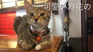眠たいけど、麺屋の看板猫のお仕事をしっかりこなす、上海猫さん。お花のペンダントが可愛い❤️