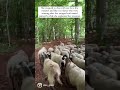 About 100 sheep follow a runner closely behind them on the trails in Central France. #runner #sheep