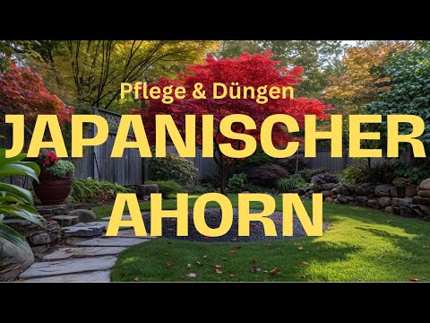 Japanischer Ahorn Alles über Pflege und Düngung des Japanischen Ahorns