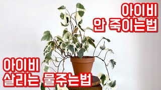 아이비 살리는 물주는법!! 아이비 키우기 이제 어렵지 않아요!! 아이비에 핀 곰팡이, 벌레 제거 꿀팁!!