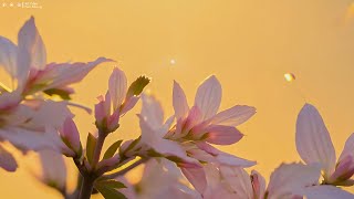 Whispers of First Light - Piano Relaxing