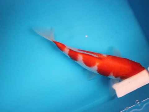 KKU9-tropikal koi auction