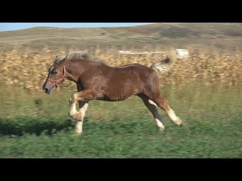 Caii lui Romica de la Sannicoara, Cluj - Merita Vazut !!! 15 sept 2017