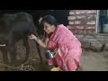 Viral Milk Making