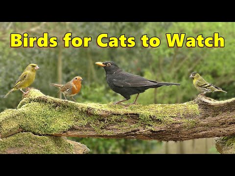 Birds for Cats to Watch Cat TV Special ⭐ 8 HOURS ⭐