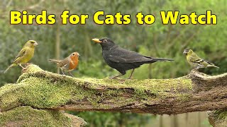 Birds for Cats to Watch Cat TV Special ⭐ 8 HOURS ⭐