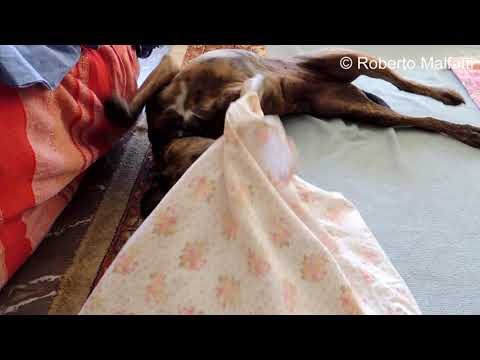 Nio e Naif 14 04 2018