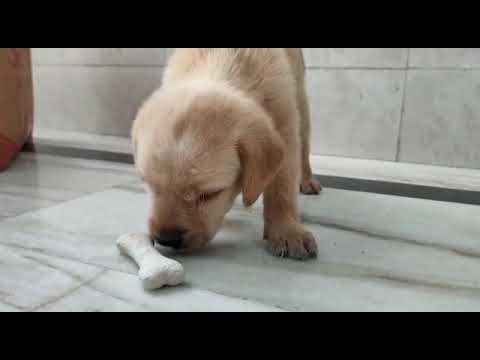 Labrador eating bone on floor