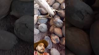 Olho de Gato