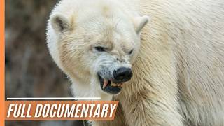 Surviving Summer: A Journey with Polar Bears on Hudson Bay | Full Documentary