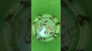 Download lagu panen jangkrik sawah untuk masteran burung mp3 Download lagu panen jangkrik sawah untuk masteran burung mp3