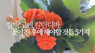 칼랑코에, 칼란디바.(다육이) 꽃이 진 후에 해야할 것들 5가지.(꽃대정리,가지치기,순따기,잎꽂이,꺾꽂이번식…