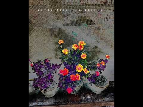 TRISTEZANAO - ERVAS FLORES E AMORES [ lo fi beat tape ]