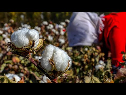 "Don't buy it and don't buy it!" Xinjiang cotton and the fashion industry's sweatshops